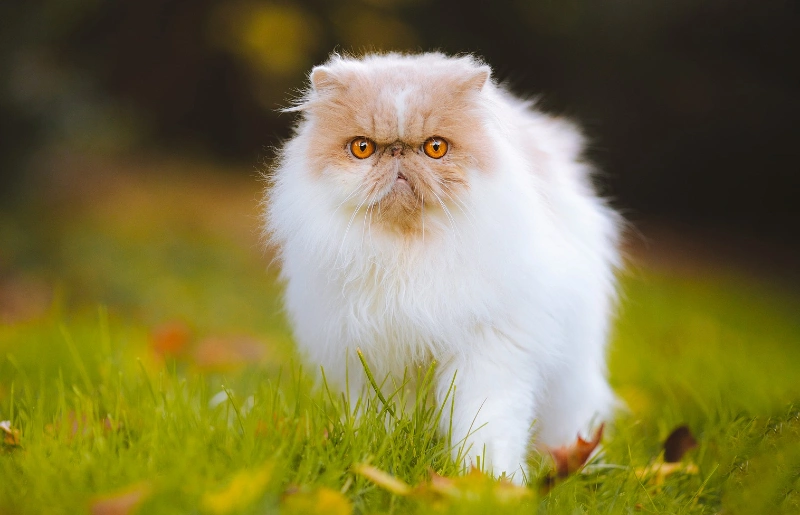 white persian cat outdoors