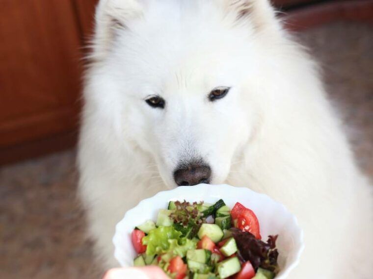 perro samoyedo blanco mirando un plato de ensalada de verduras