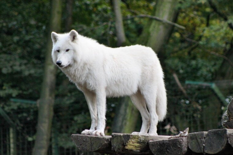 are wolves bigger than mastiffs