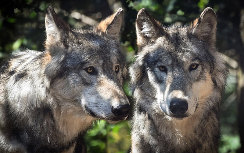wild gray wolf canine lupus