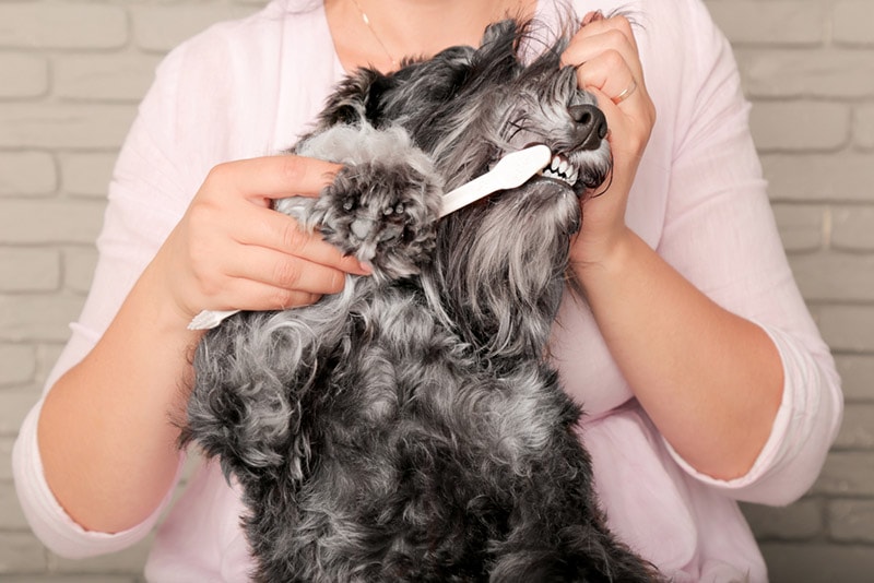 woman brushes miniature schnauzer dog's teeth