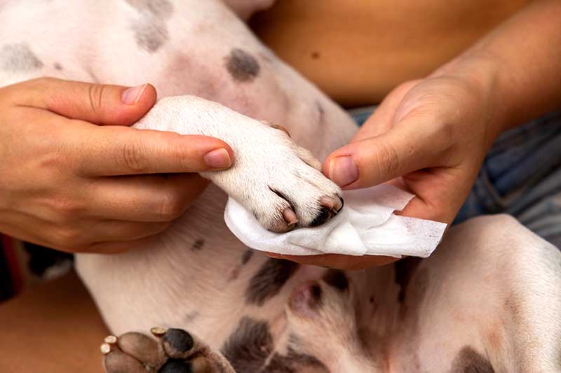 A woman cleaning a dog paw