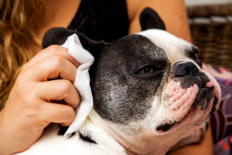 Woman cleaning the ears of a French Bulldog