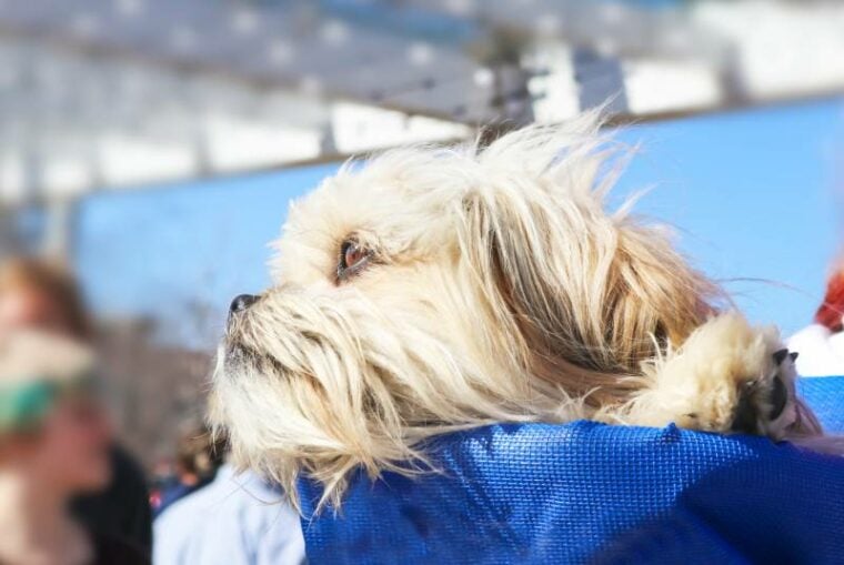 white shih tzu resting its head and enjoying the view in a blue backpack