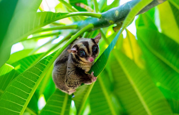 A Chubby adorable sugar glider climb on the tree in the garden. It can smell its own.(Petaurus breviceps)
