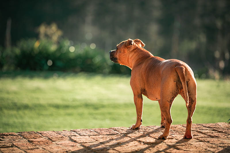 A back view of a brown Pitbull dog