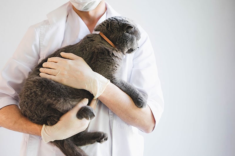 A beautiful grey cat in the hands of a veterinarian