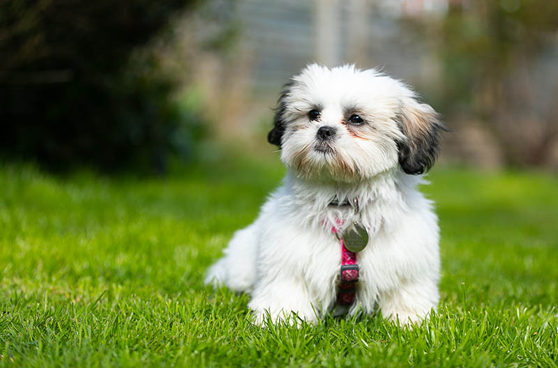 A very cute Shih Tzu puppy posing on a warm summer day