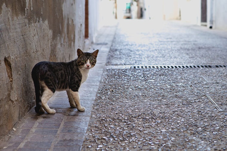 Gato callejero abandonado mirando directamente a la cámara