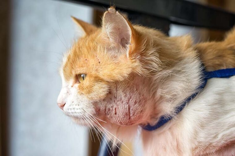 Abscess on the cat’s neck