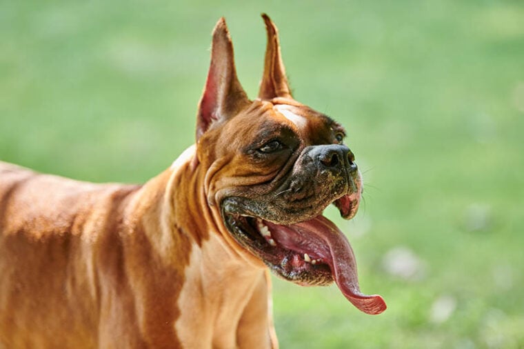 Adult boxer dog wrinkled close up face portrait on green summer lawn background
