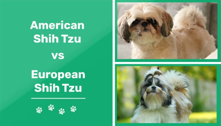 Shih Tzu americano vs Shih Tzu europeo