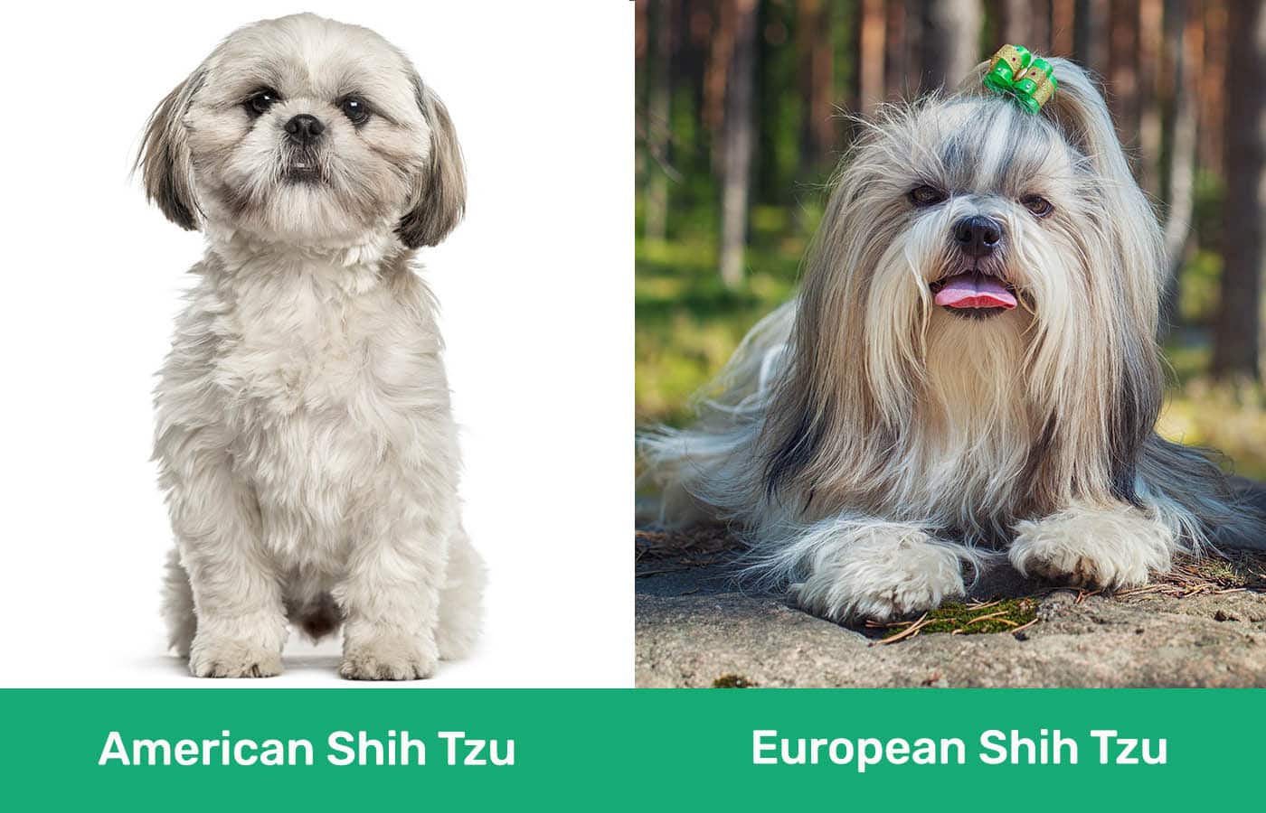 American Shih Tzu vs European Shih Tzu side by side