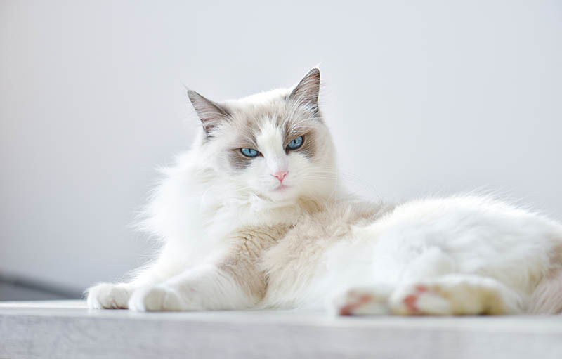Angry and surprised white ragdoll cat
