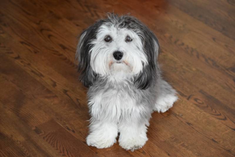 back and silver havanese dog