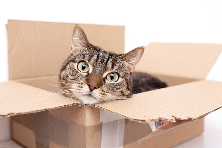 Beautiful sweet cat is laying inside cardboard box