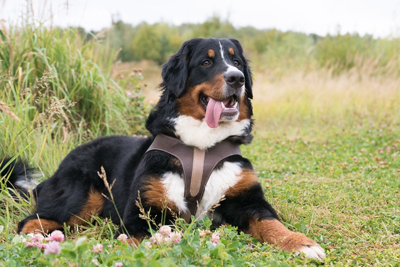 Bernese Mountain Dog harness