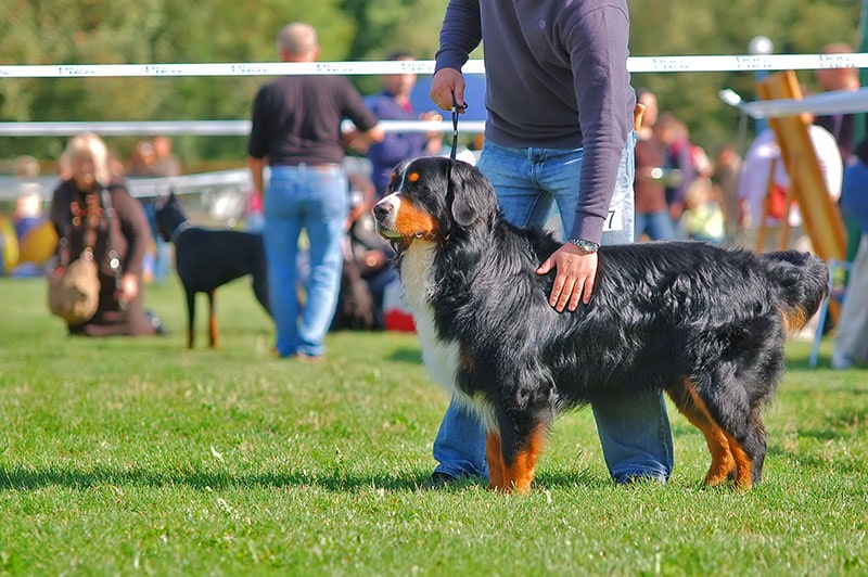 Bernese mountain dog with it's handler on dog contest