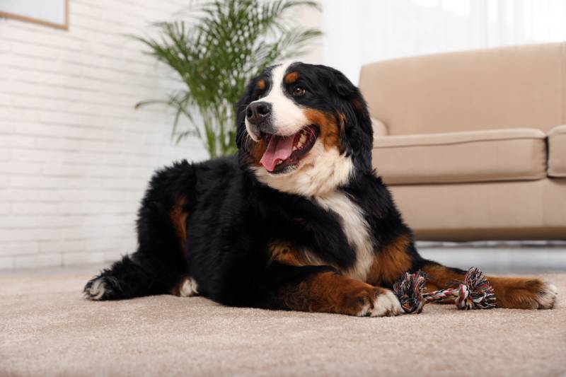 Bernese mountain dog with toy on carpet in living room