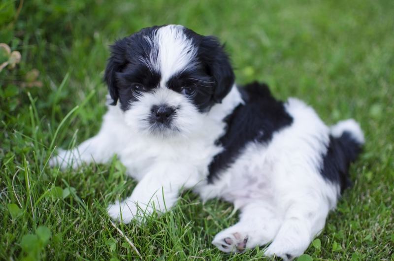 Black and white shih tzu puppy playing on the green grass