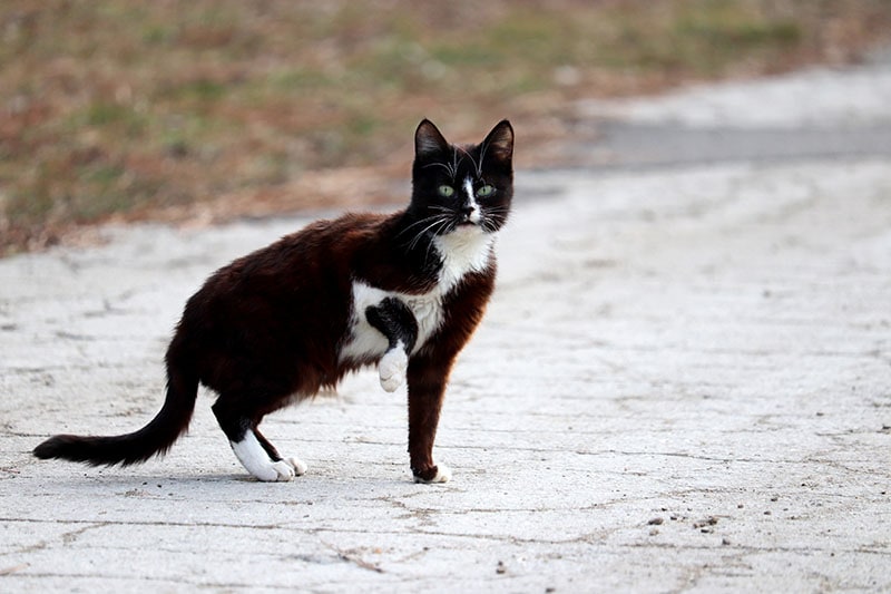 Black cat with white spots standing on a rural street with raised paw