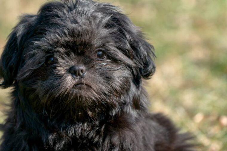 Black shih tzu puppy sitting in grass