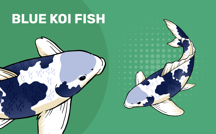 Blue Koi Fish