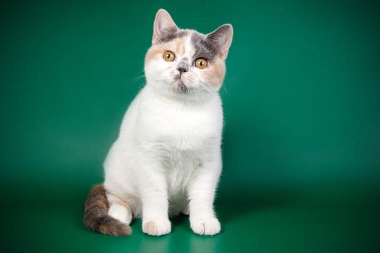 british shorthair calico cat