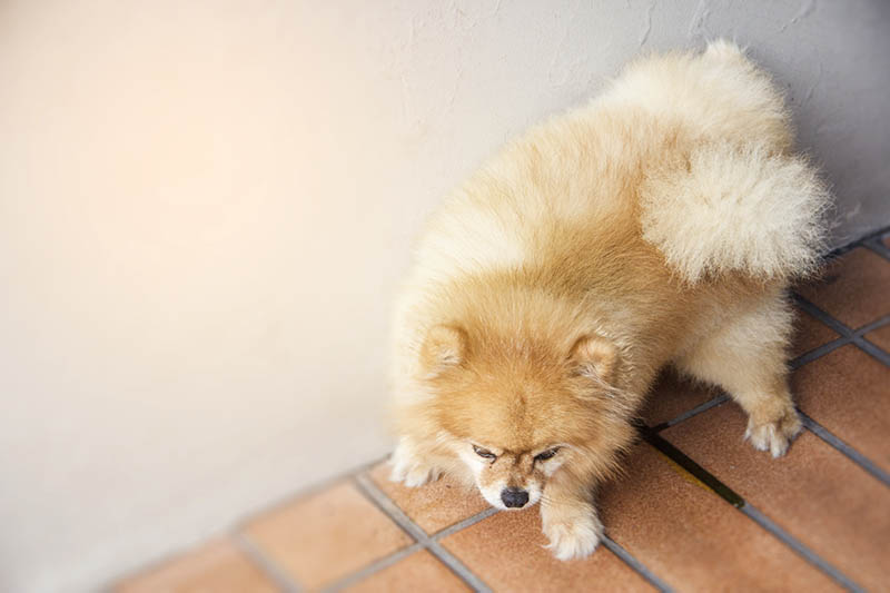 Perro pomeranian marrón levanta las piernas para orinar en la pared