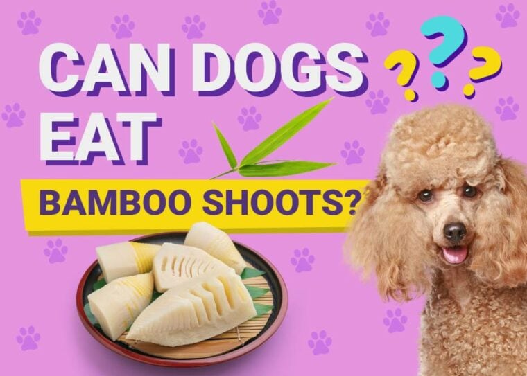 Can Dogs Eat_bamboo shoots
