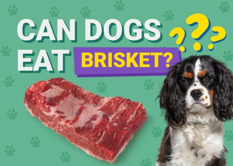 Can Dogs Eat_brisket