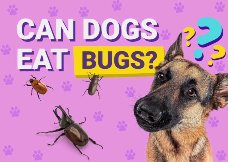 Can Dogs Eat_bugs
