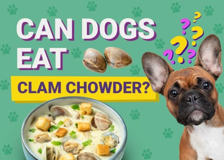 Can Dogs Eat_clam chowder