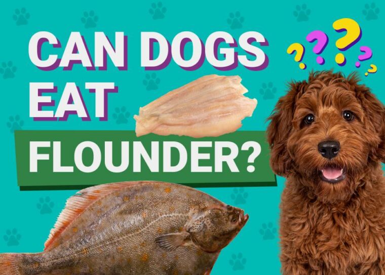 Can Dogs Eat_flounder