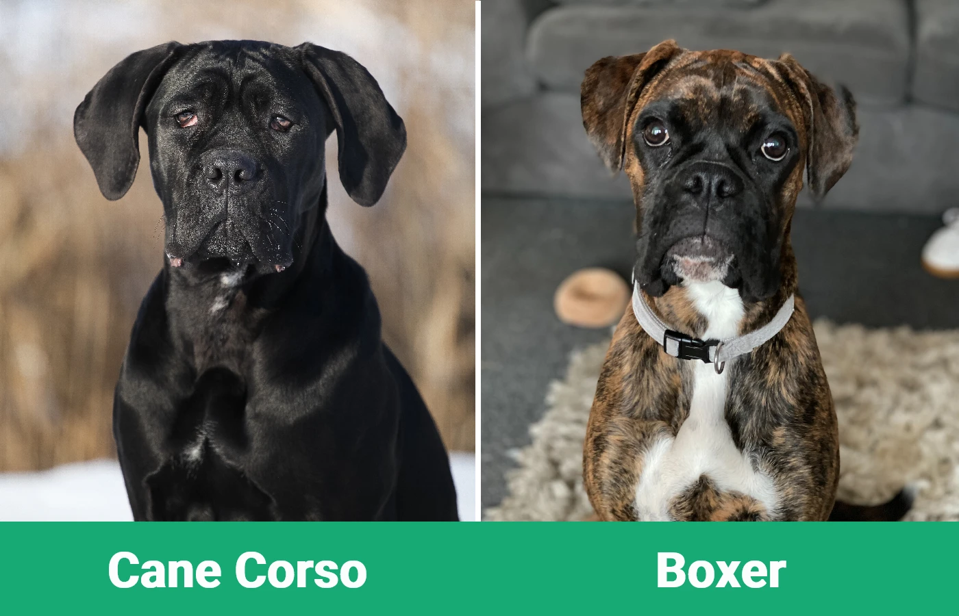 Cane Corso vs Boxer - Visual Differences