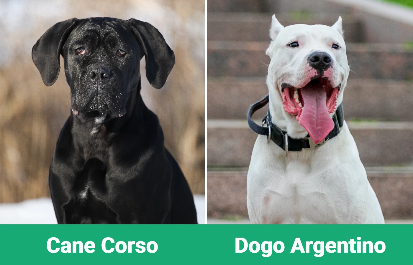 Cane Corso vs Dogo Argentino - Visual Differences