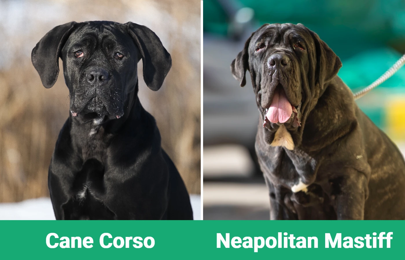 Cane Corso vs Neapolitan Mastiff - Visual Differences