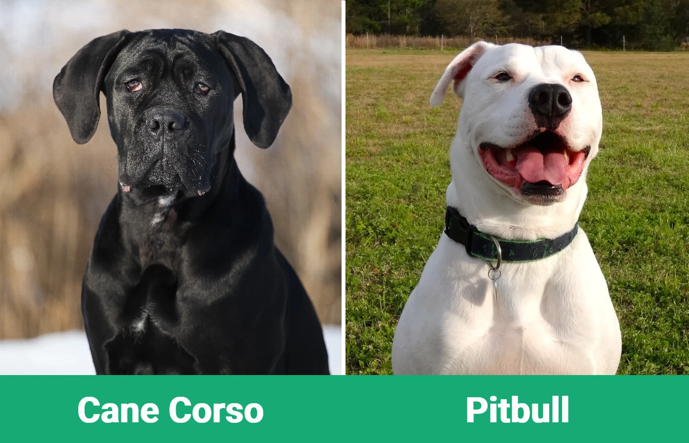 Cane Corso vs Pitbull - Diferencias Visuales