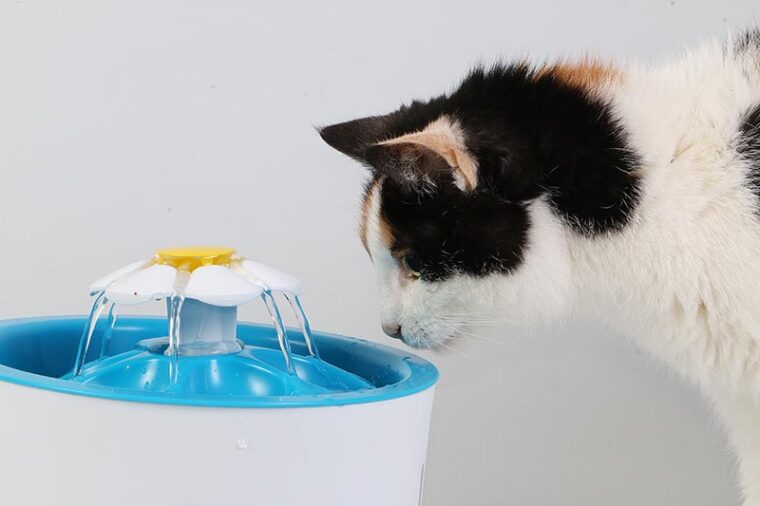 cat looking at water fountain