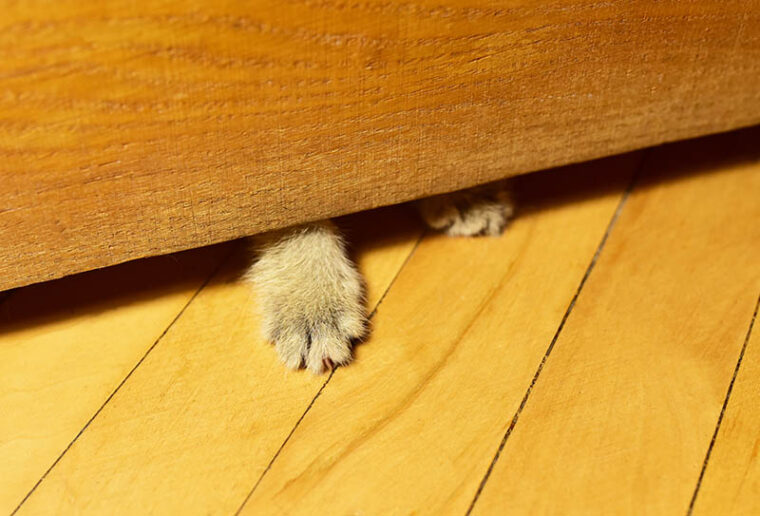 Cat paws from under the door in the room