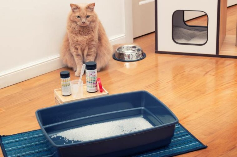 cat sitting near specimen cup and impermeable pearl litter for urine test