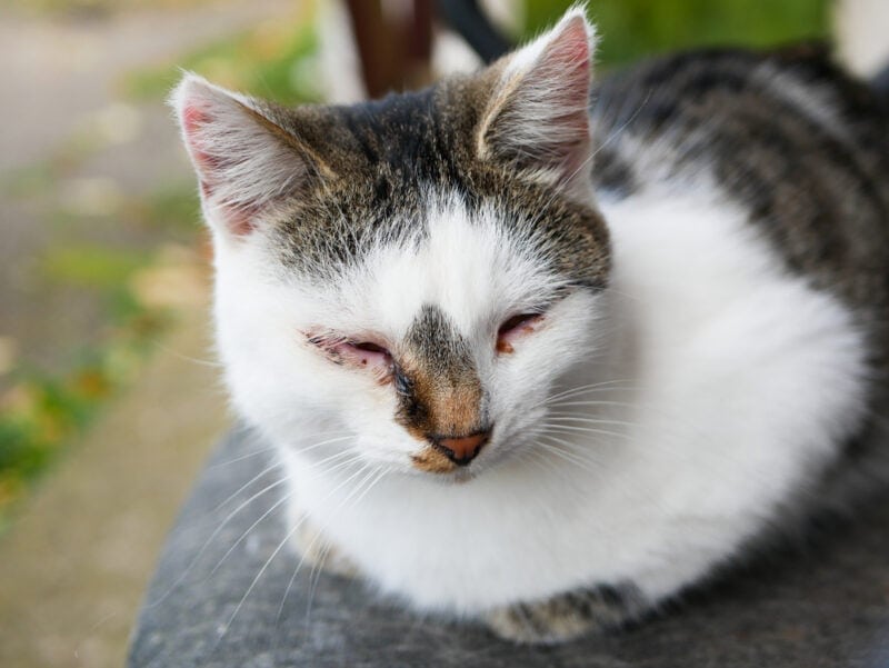 Cat with eye infection