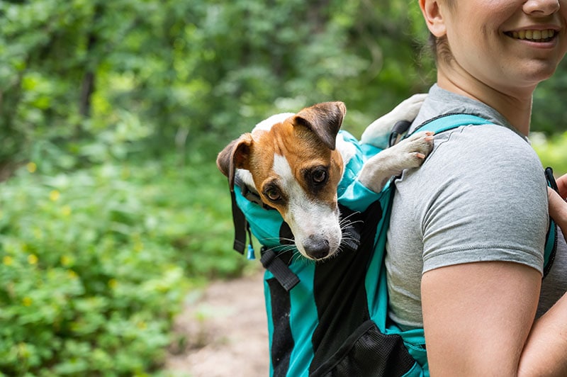Caucasian woman walking outdoors with dog jack russell terrier in a special backpack.