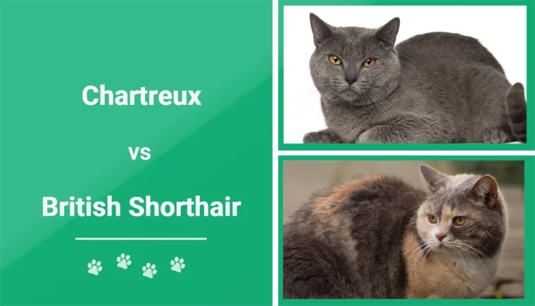 Chartreux vs British Shorthair - Featured Image