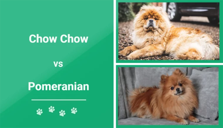 Chow Chow vs Pomeranian - Featured Image