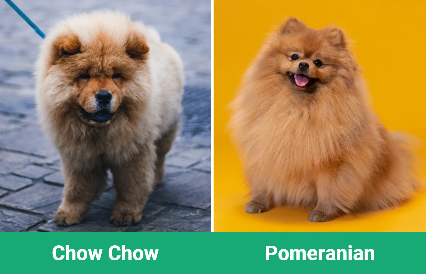 Chow Chow vs Pomeranian - Visual Differences