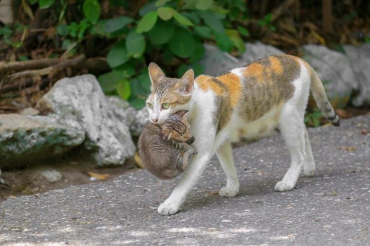 close up of a mother cat carrying a baby walking on the road