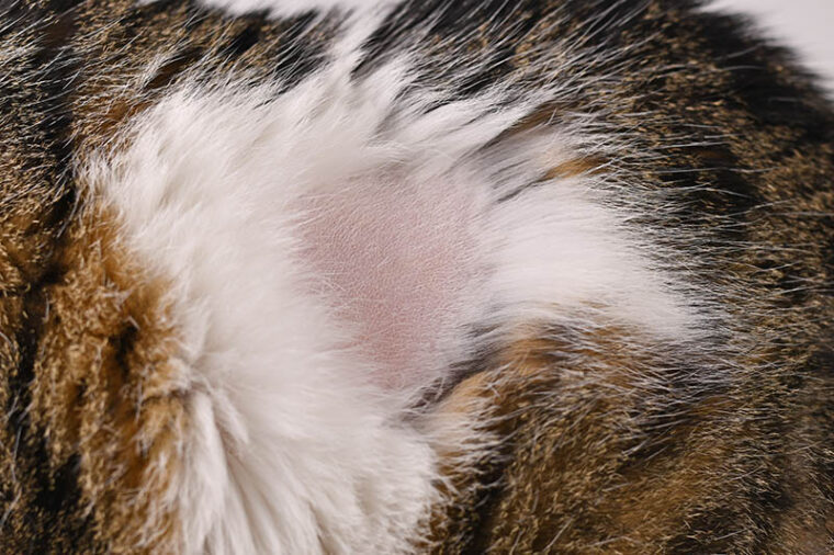 Close-up of the bald part of the fur of a domestic cat