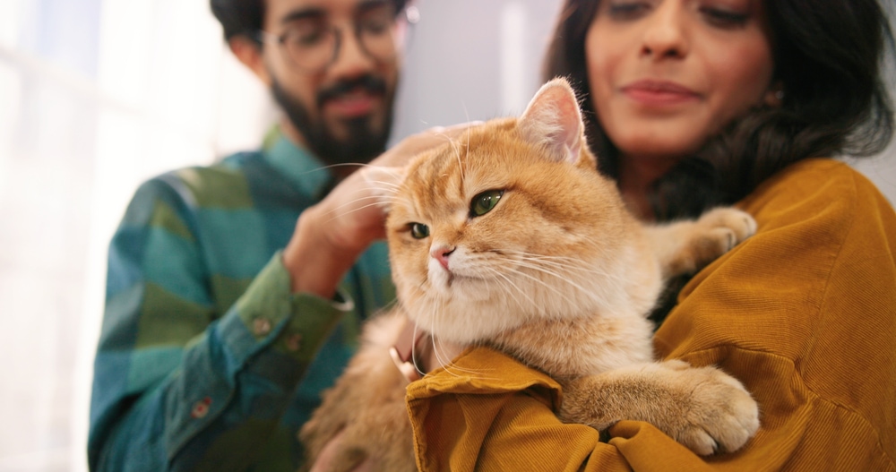 Close up of cheerful Indian young couple with a cat