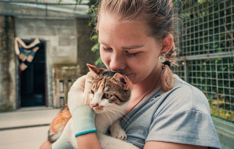 Close up of female volunteer holds on hands cat in shelter